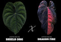 Anthurium shield drg x dragon fire variegated