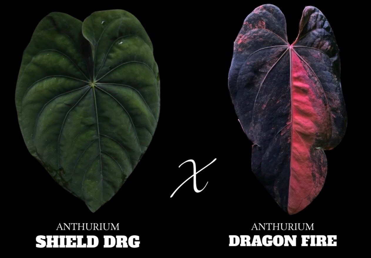 Anthurium shield drg x dragon fire variegated