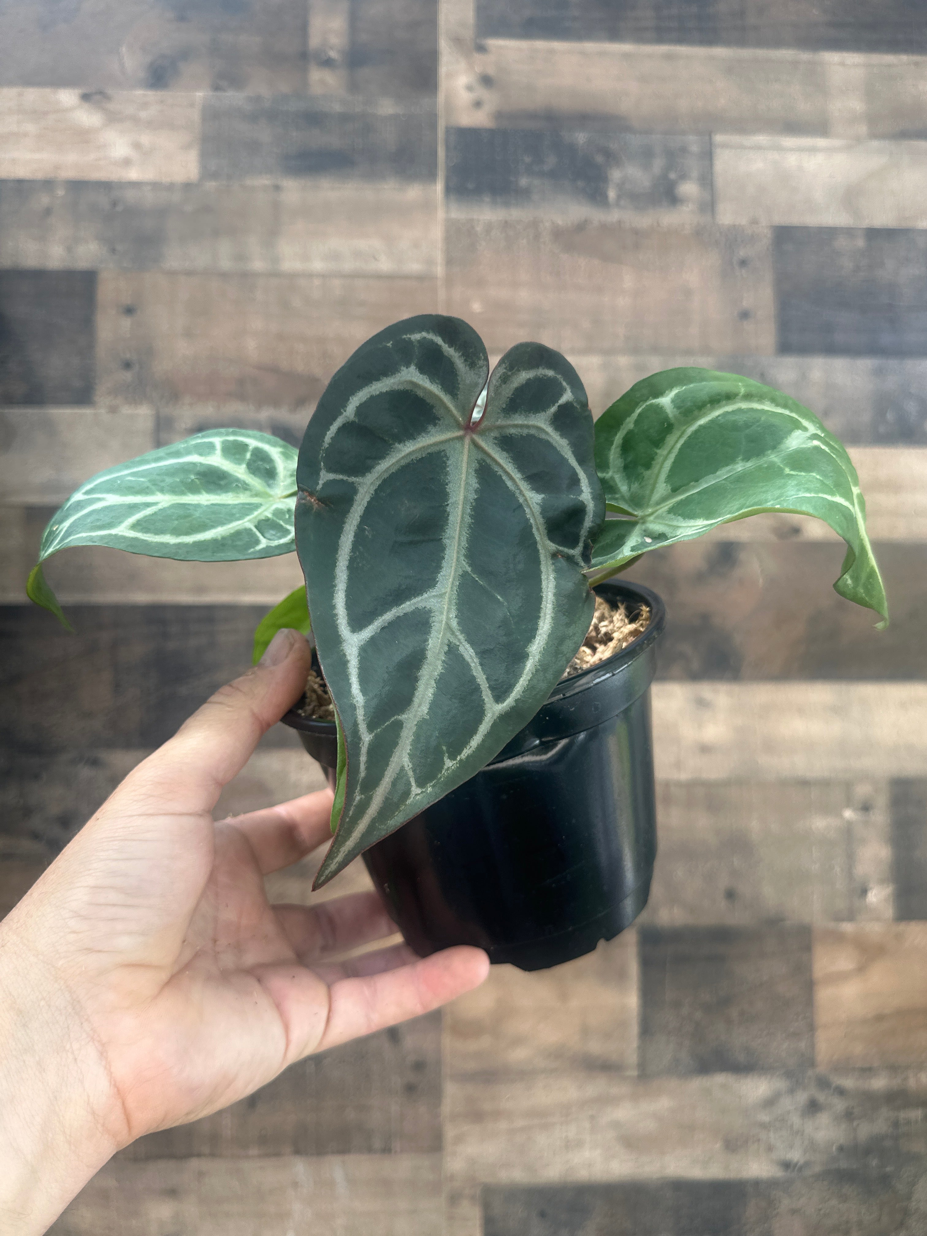 Anthurium red crystal x Skg
