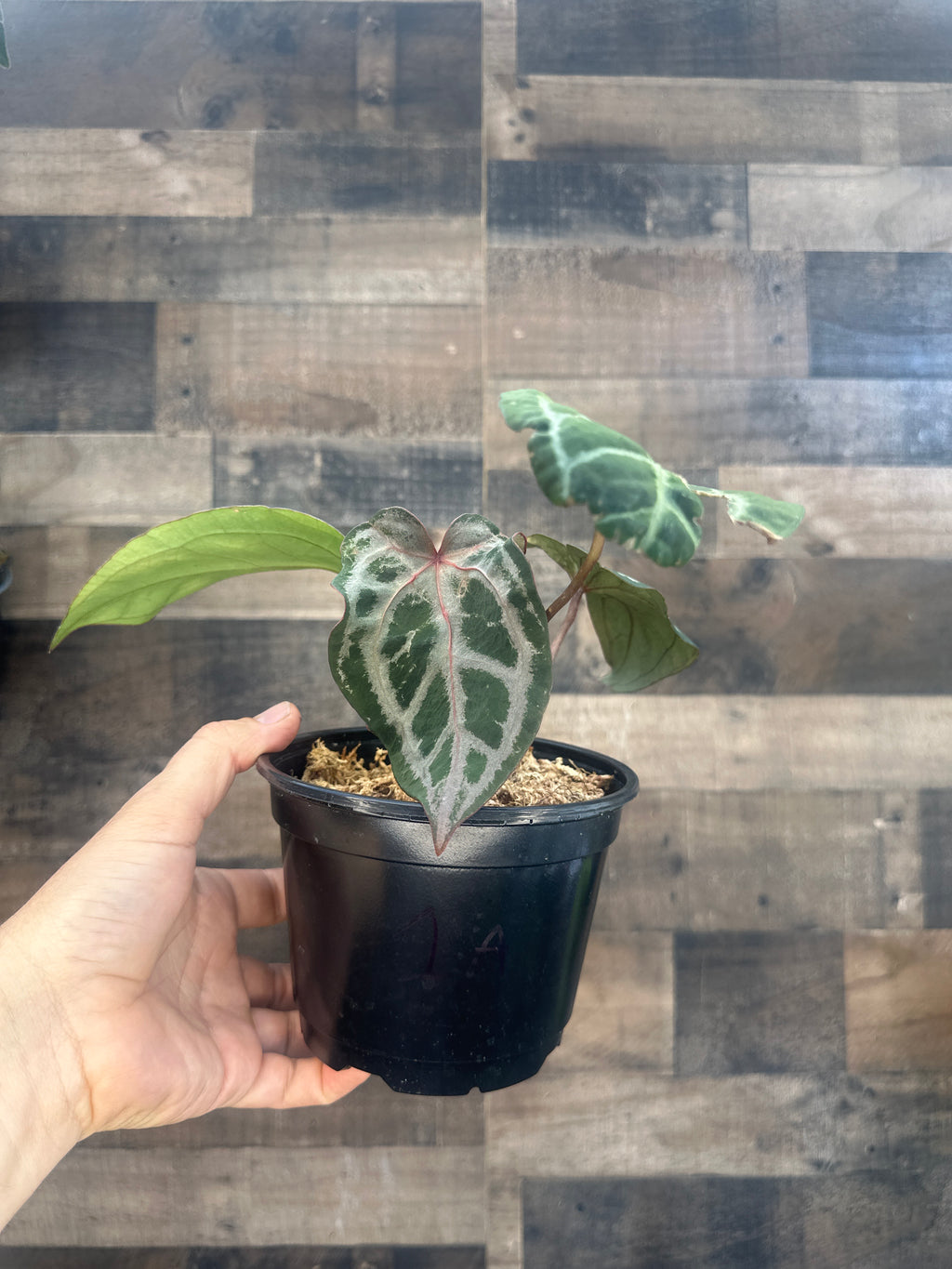 Anthurium red spice clone