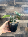 Anthurium red spice clone