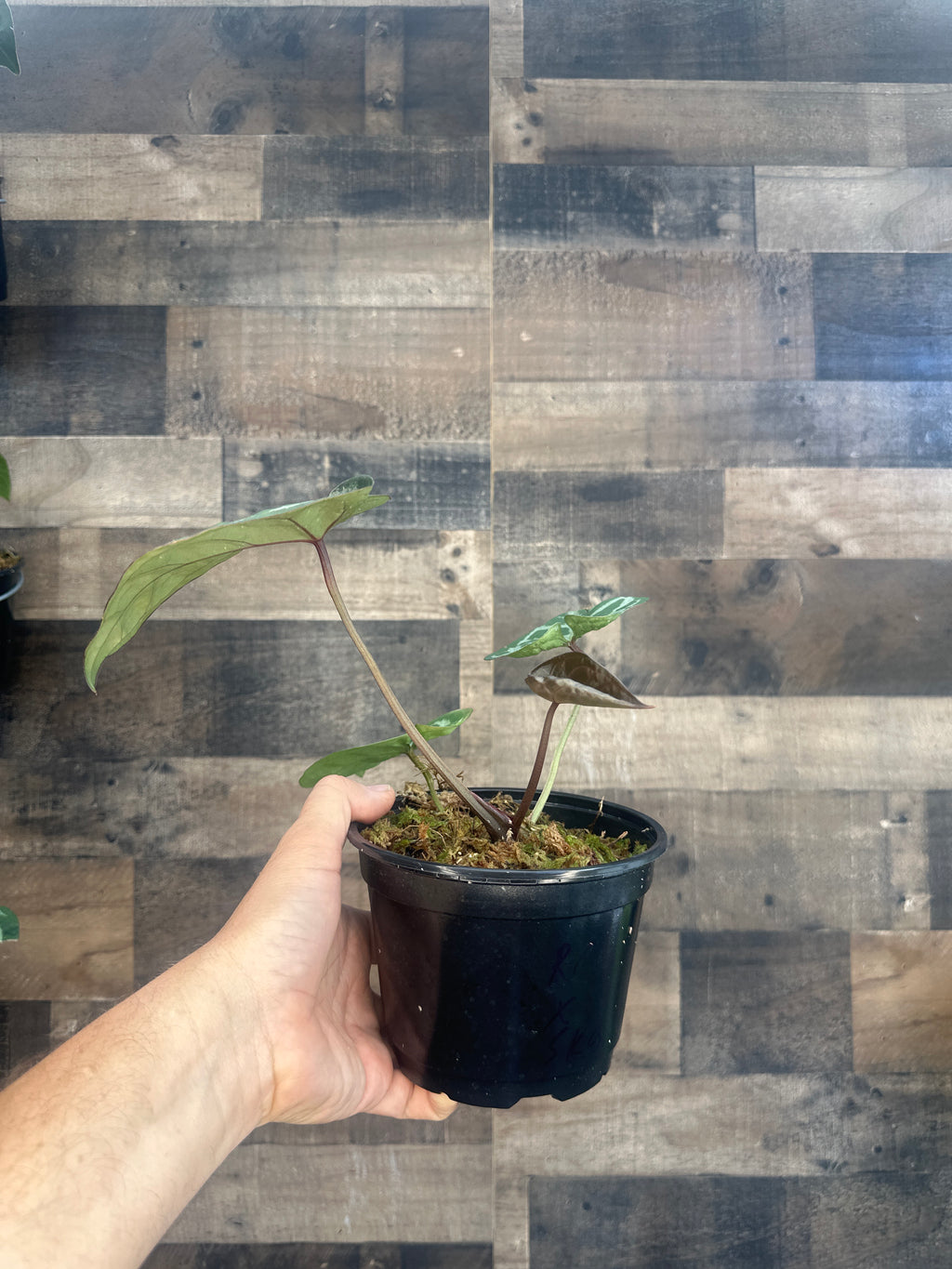 Anthurium michelle x black velvet