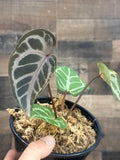 Anthurium red crystal x Skg