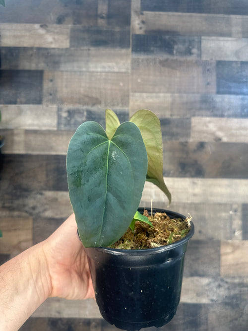 Anthurium Justin x bugs