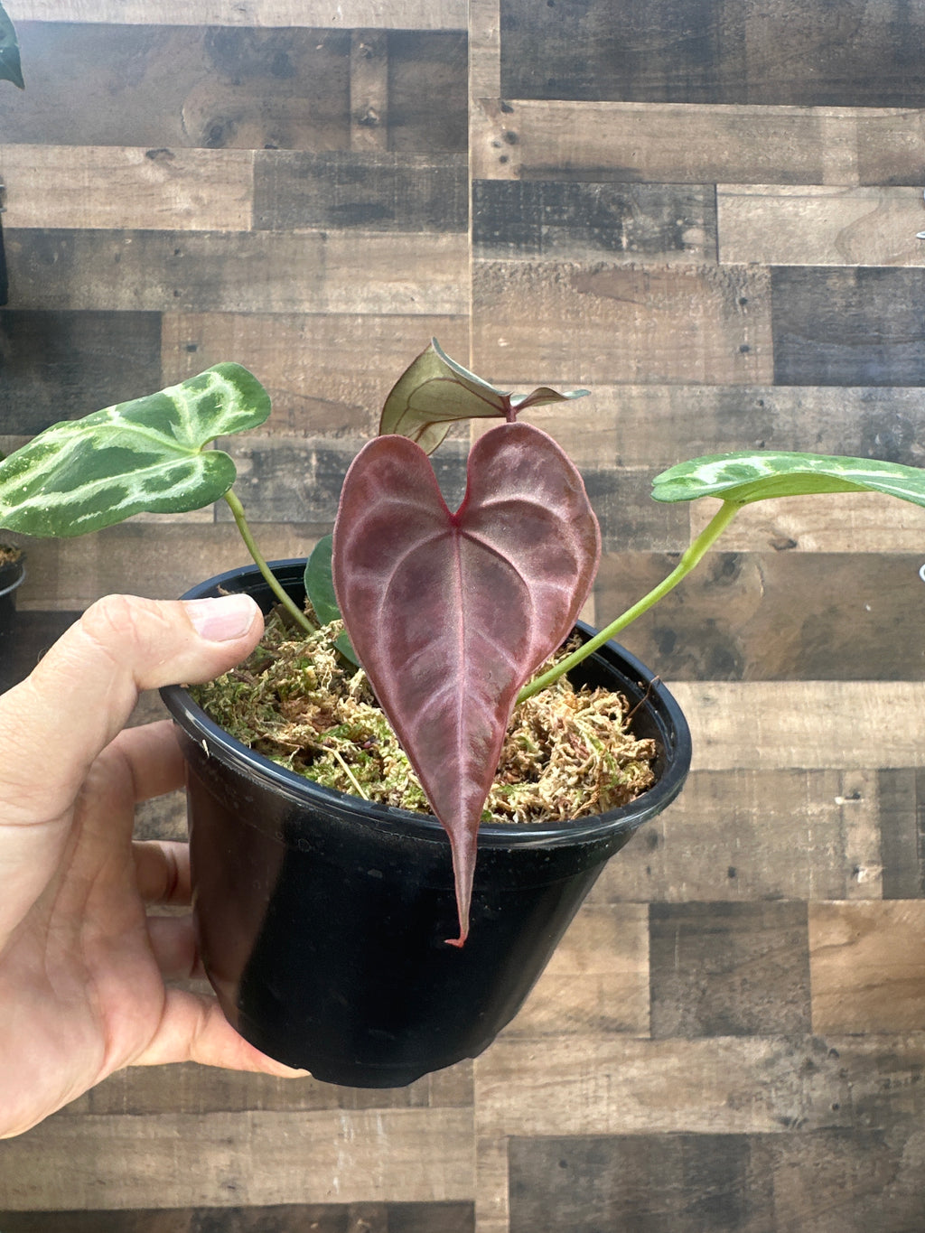 Anthurium red crystal x Skg