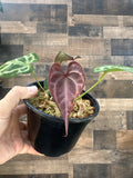 Anthurium red crystal x Skg