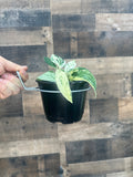Wall scape pot hanger