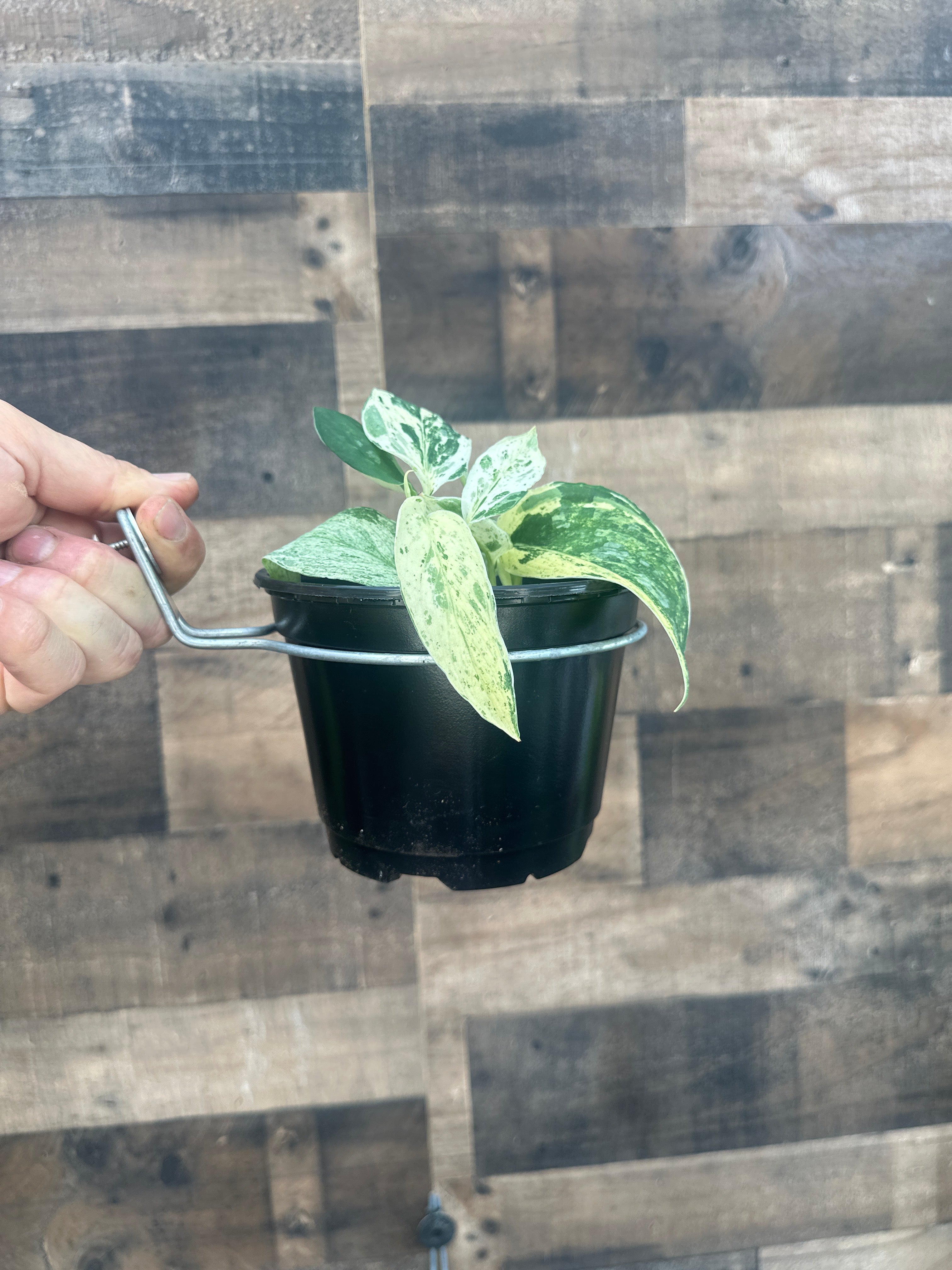Wall scape pot hanger