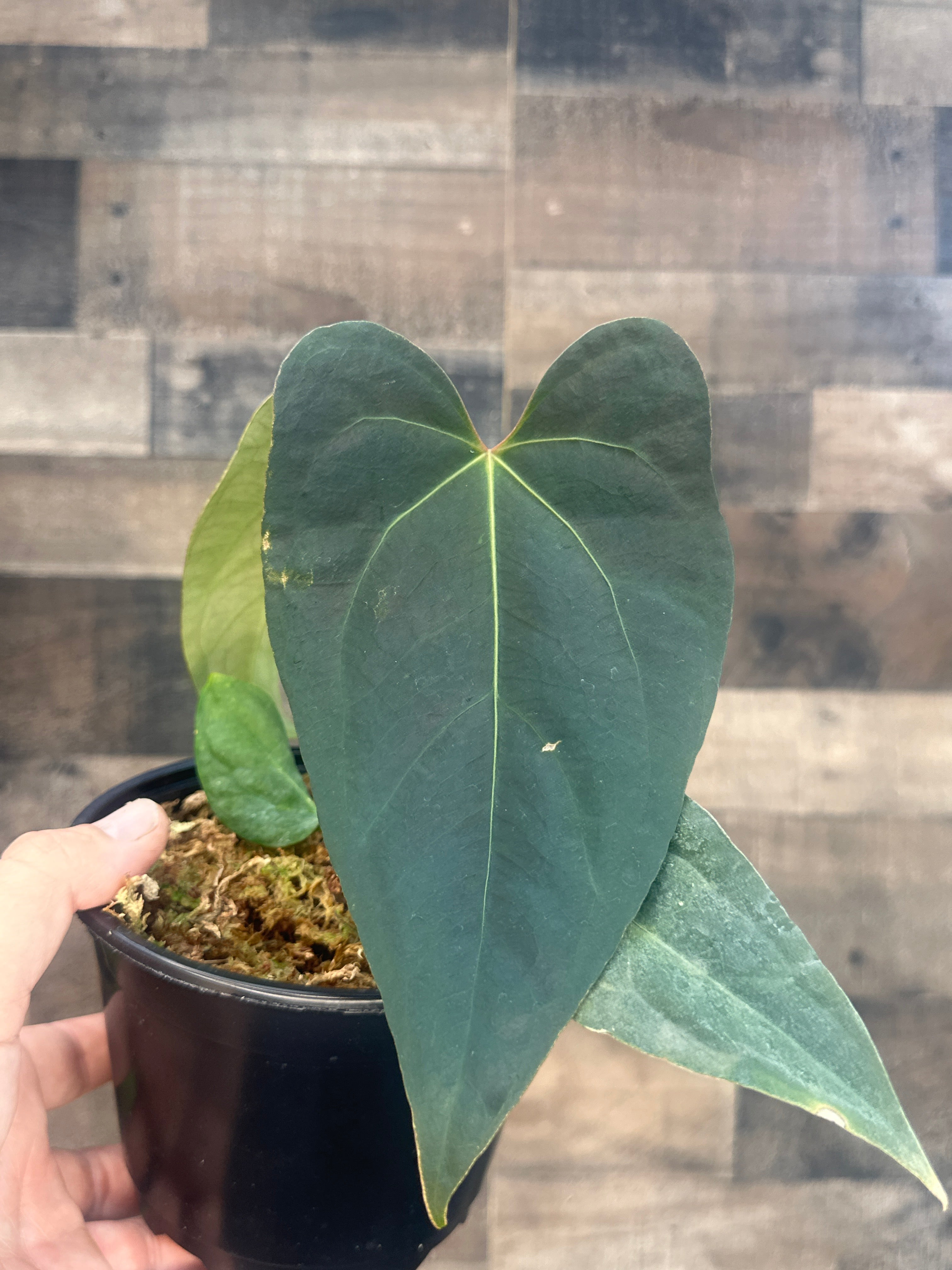 Anthurium Justin x bugs