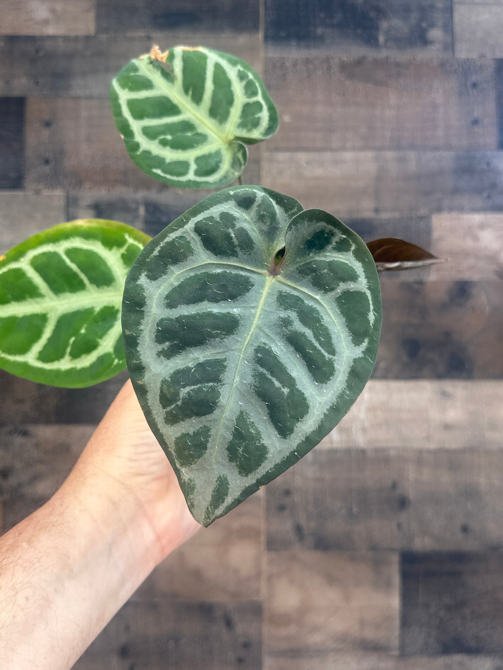 Anthurium michelle x black velvet