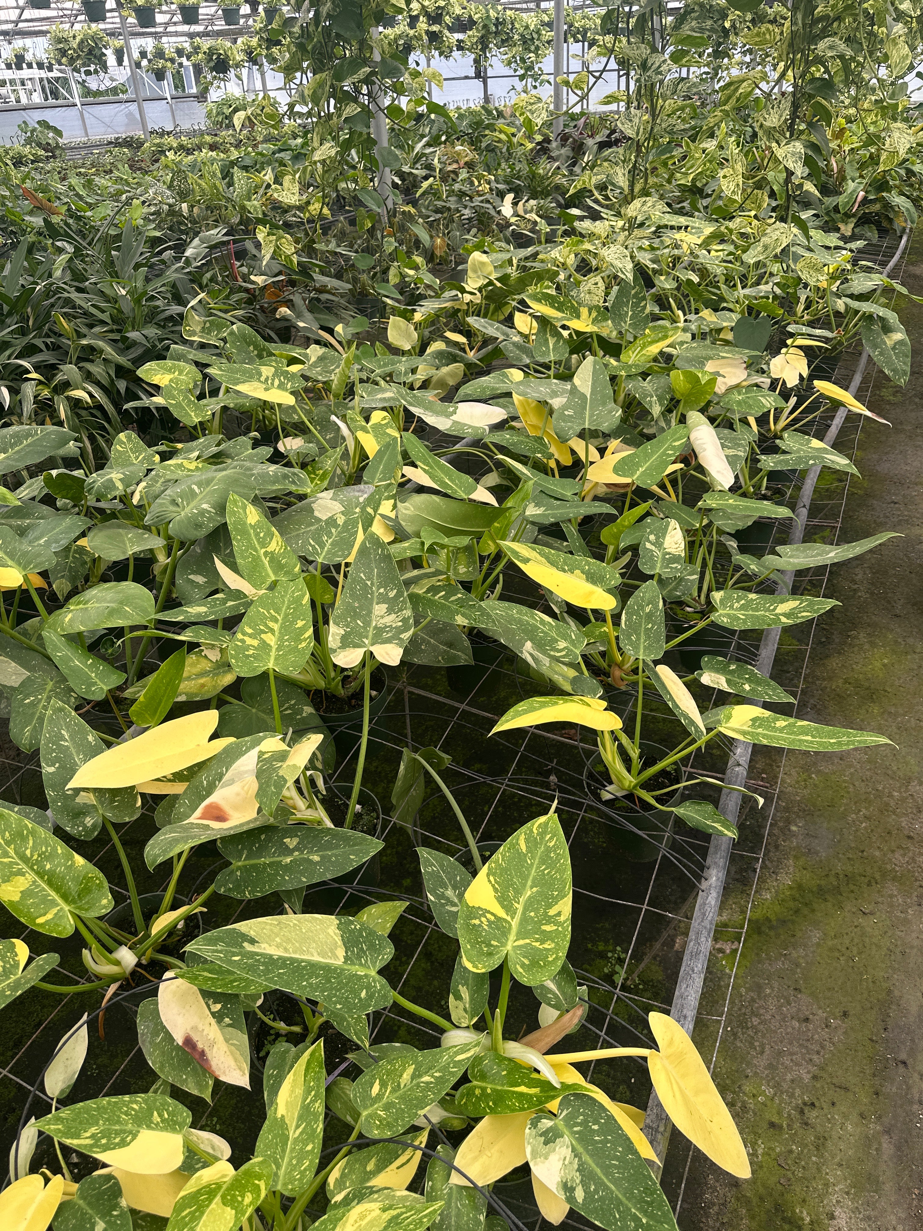 Philodendron Texas Jose Buono 6”
