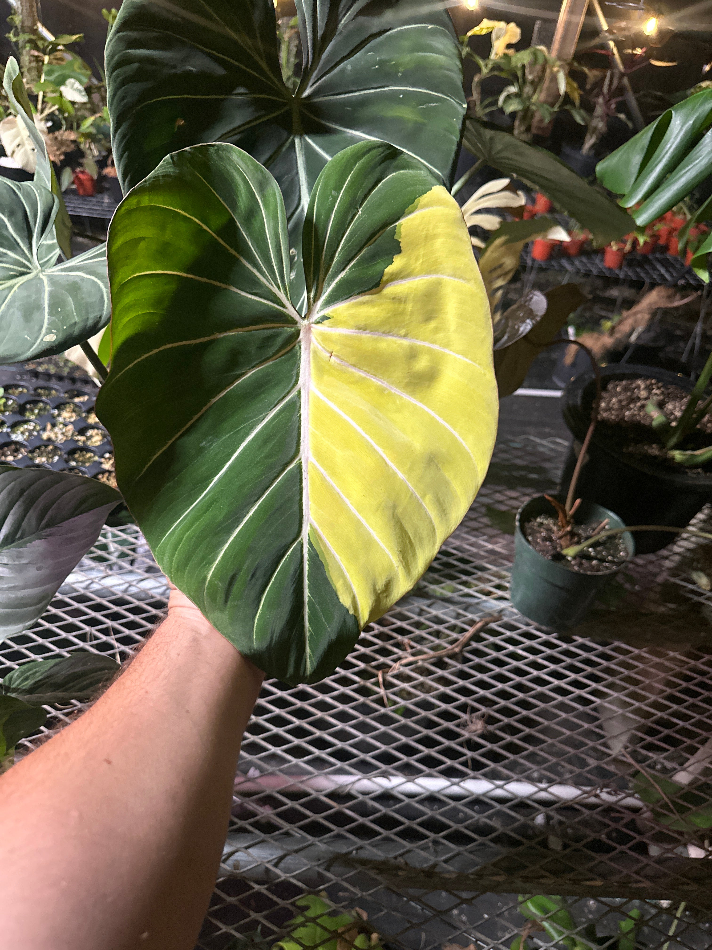 Nse type 1 gloriosum